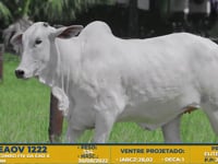 Lote 49