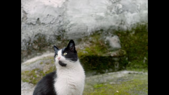 "Silent Observers" Trailer