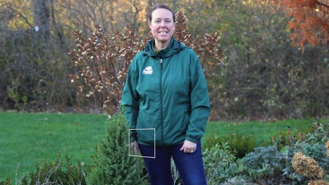 How to Plant a Living Christmas Tree