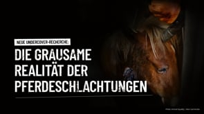Undercover: Animal Equality deckt Missstände in spanischem Pferdeschlachtbetrieb auf