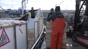 L'Escala acull una jornada d'estudi dedicada a la sardina de la costa catalana