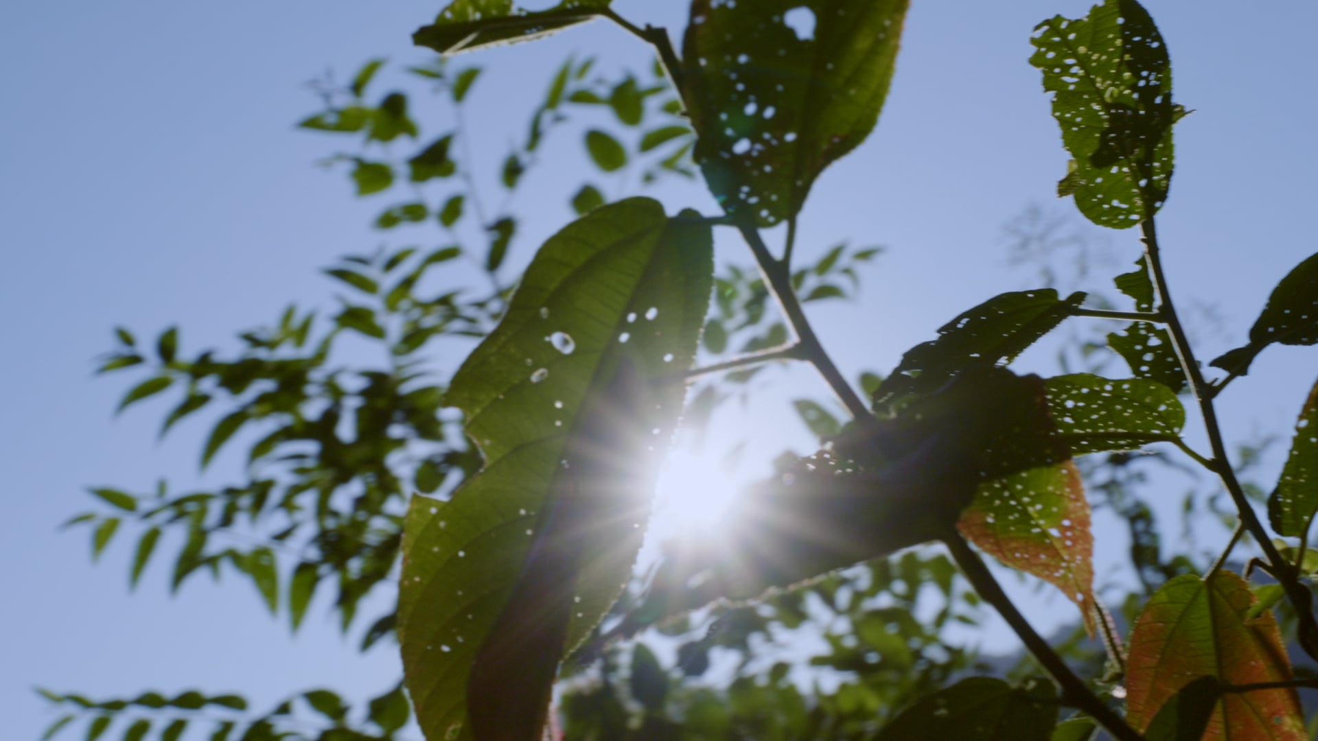 Llaqtanchikpa Kallpan - Pichanaki