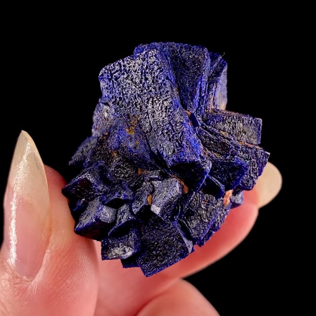 Azurite (''rose'')