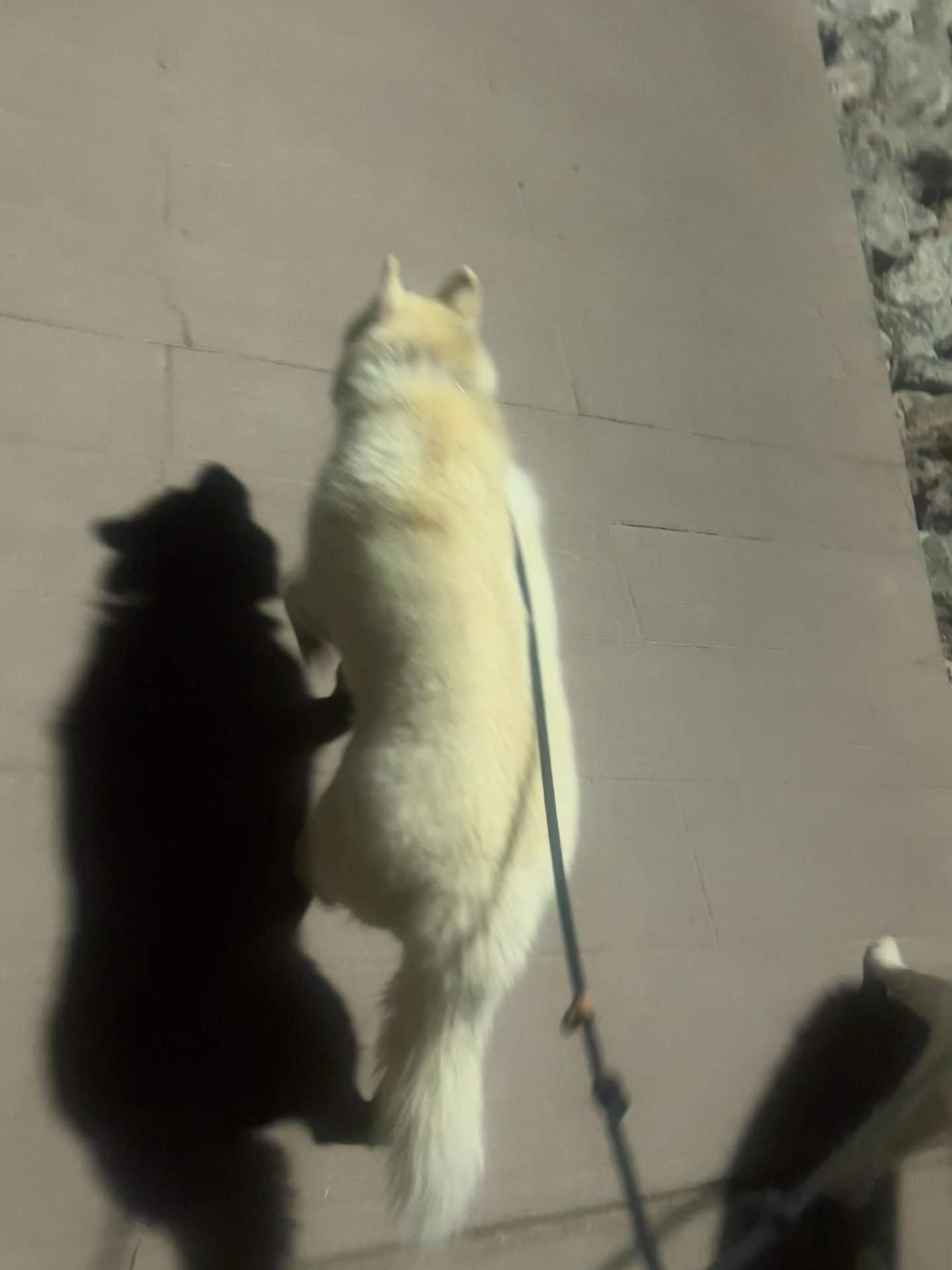 https://i.vimeocdn.com/video/1938991435-94501c475cbd07aa2630c06c8d1a40ec5652f877d8383c6dee61686eb0563a1c-d