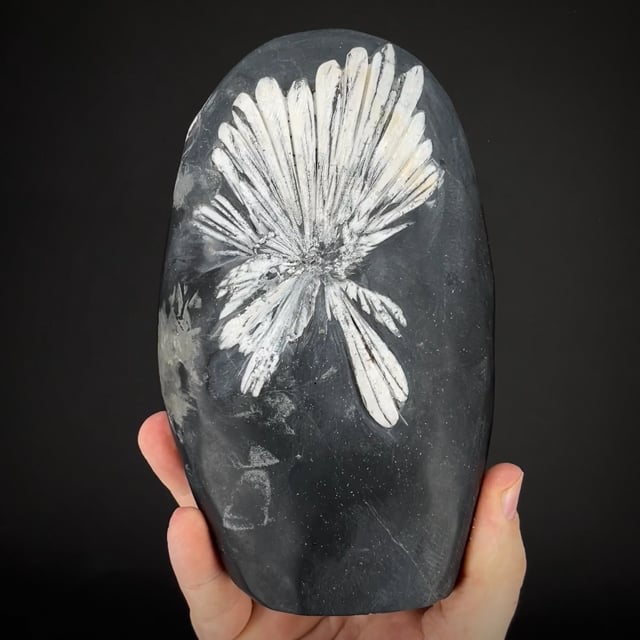 Chrysanthemum Stone