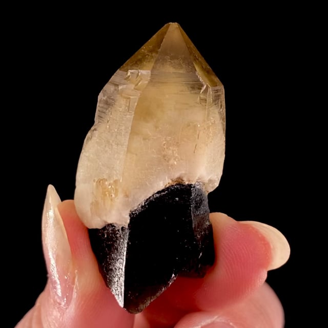 Quartz var: Citrine, Milky and Smoky (Scepter)