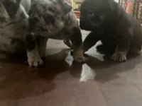 Watch me play!