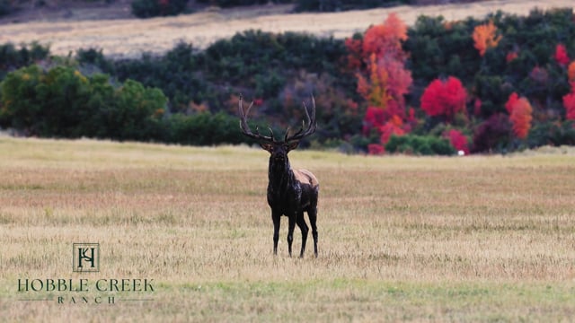 Elk at Hobble Creek Ranch