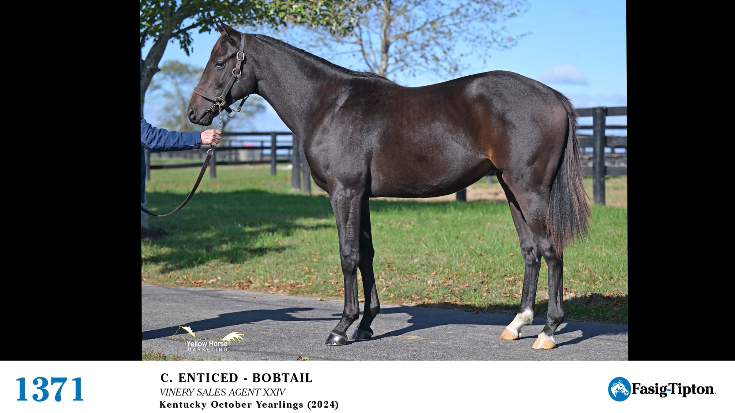 2024 Fasig-Tipton Kentucky October Yearling Sale: Hip #1371 Enticed x ...