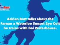 Adrian Talks About tHe Farnan x Waterloo Sunset Colt