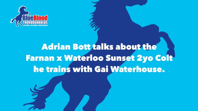 Adrian Talks About tHe Farnan x Waterloo Sunset Colt