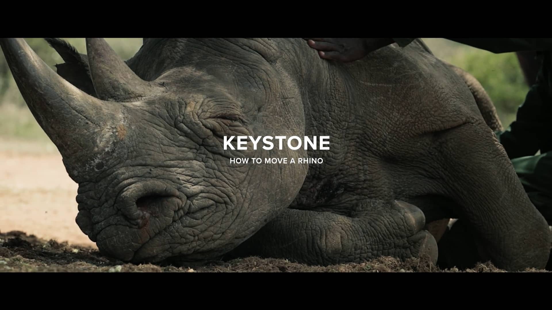 How to Move a Rhino