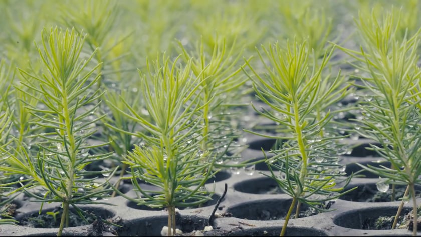 vimeo-video-thumbnail