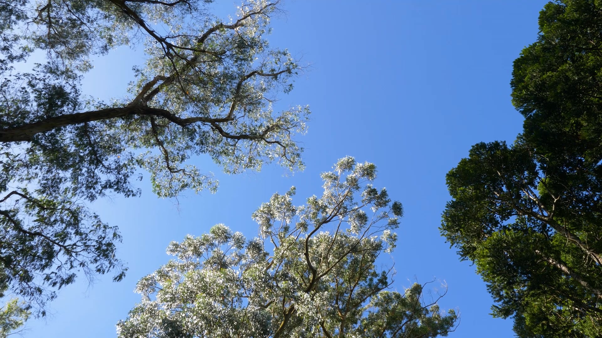 Aotearoa: a reflection