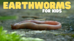 Vimeo Thumbnail