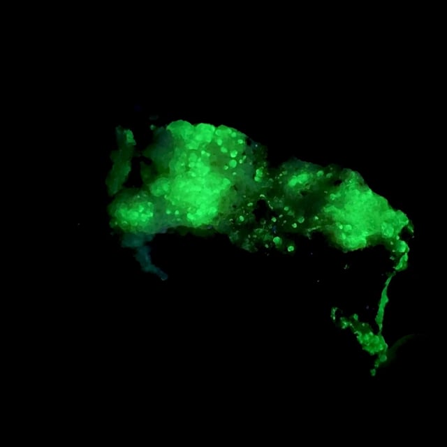 Opal var: Opal-AN (RARE locality specimen) (fluorescent)