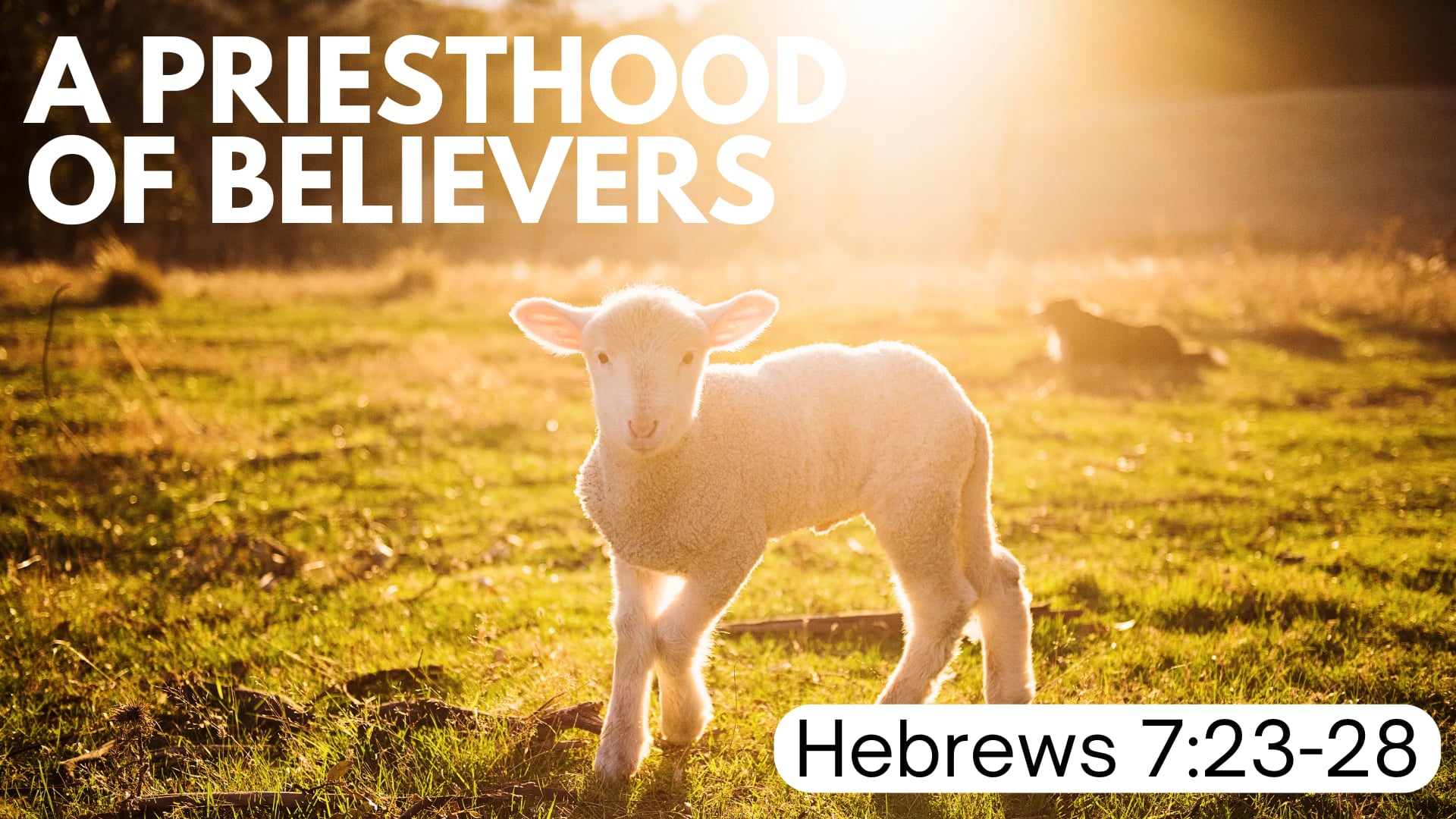 Scot's Sunday October 27, 9:30am “A Priesthood of Believers”