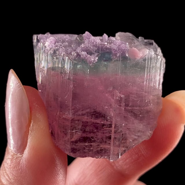 Tourmaline (multi-color crystal) with Lepidolite (Mined: December 2023)