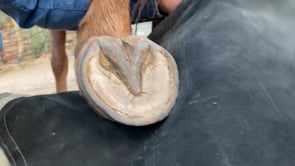 Related Embedded Video Item Thumbnail