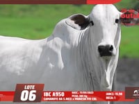 Lote 06