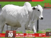 Lote 10