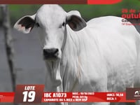 Lote 19