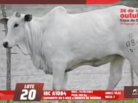 Lote 20