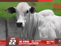 Lote 22