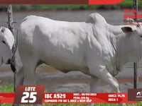 Lote 25