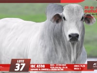 Lote 37