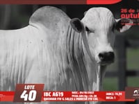 Lote 40