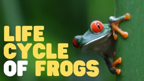 Life Cycle of Frogs