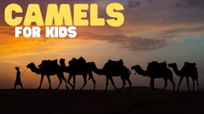 Vimeo Thumbnail