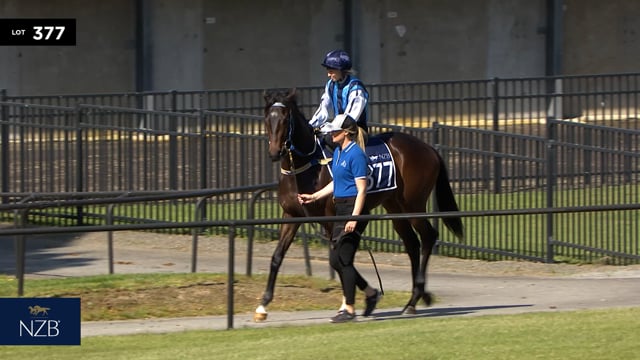 Lot 377