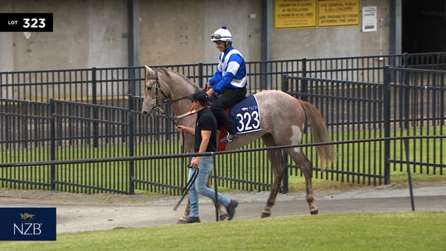 Lot 323