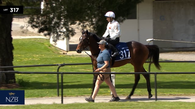 Lot 317