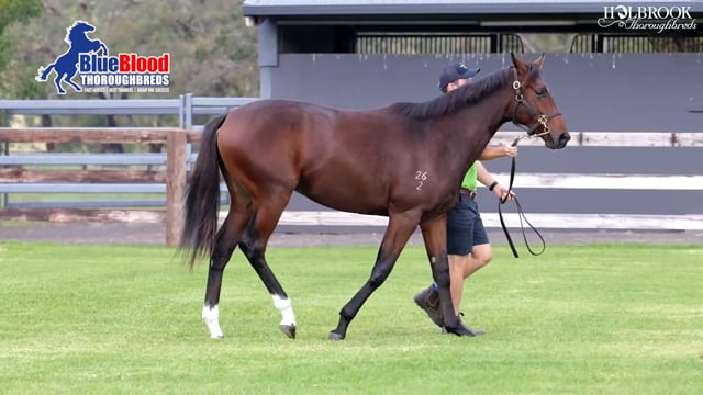 Harry Angel x Imananabaa 2yo Colt