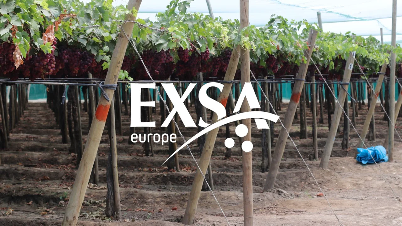 Meet the grower Peru_ Grapes - EXSA Europe