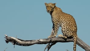 Videos tebogo james likes on Vimeo