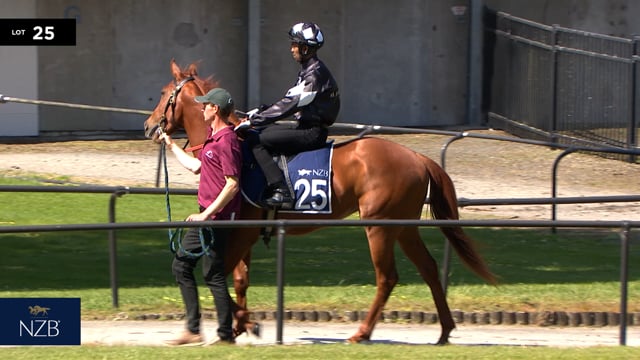 Lot 25