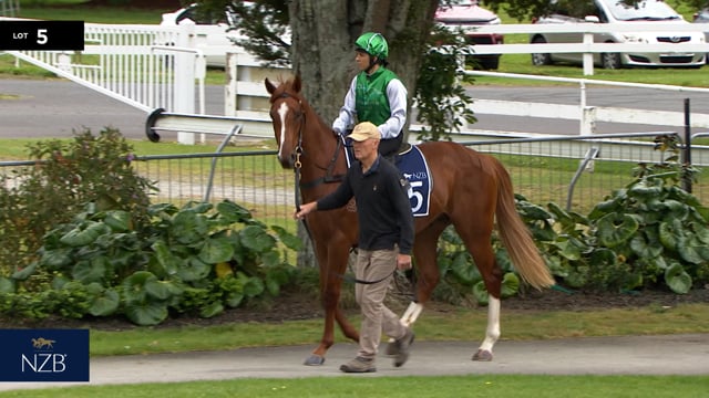 Lot 5