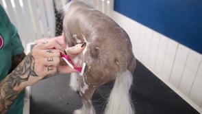 Shaving the Chinese Crested Dog