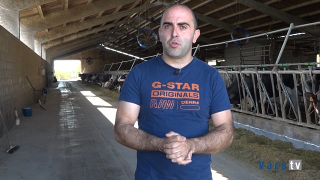 Especialistas en vacas productoras y longevas