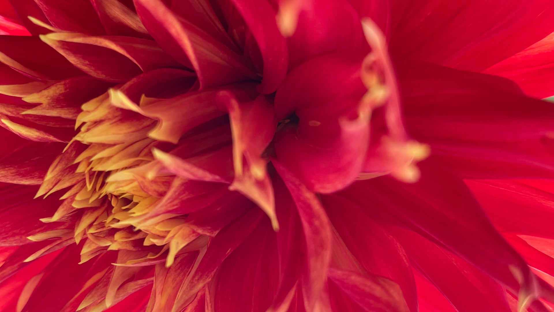 2024 October 7: Introducing Investigation: Dharma Pacaya