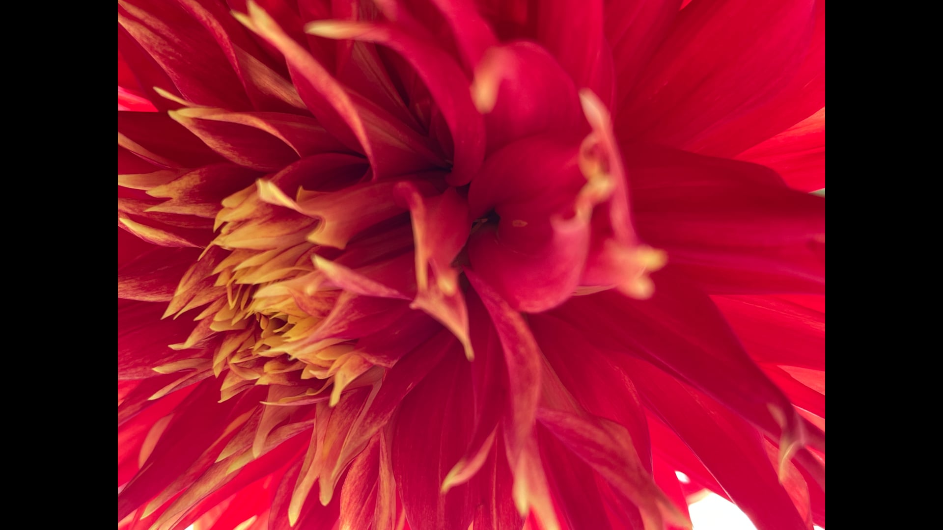 2024 October 7: Introducing Investigation: Dharma Pacaya