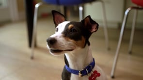 Pumpkin Pet Insurance