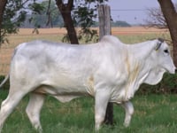 Lote 67