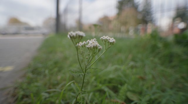 Vimeo Video