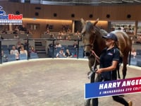 Harry Angel x Imananabaa 2yo C Melb Open Day