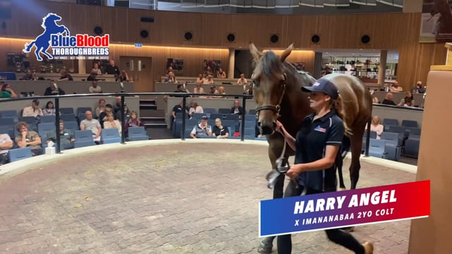 Harry Angel x Imananabaa 2yo C Melb Open Day